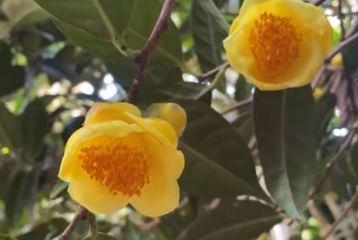 广西防城港金花茶冬日绽放 特色产业助力乡村振兴