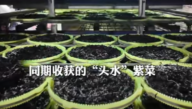 温州洞头头水紫菜迎丰收 产销两旺带动产业升级