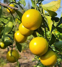 “国宴佳果”红橙首发出海 湛江特色农产品加速走向“一带一路”