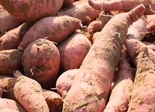 宁明峙浪乡红薯产业丰收 集体模式促农增收