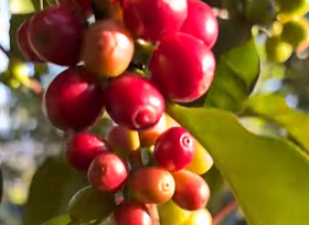 云南临沧咖啡喜迎丰收 价格上扬助力农户增收