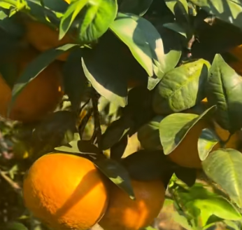 广西武鸣借力数字化升级沃柑产业