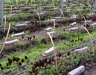 浙江庆元：“菌粮轮作”盘活土地 小香薯迎丰收