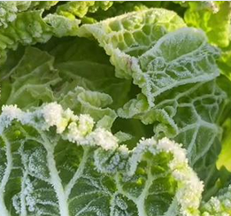 霜打菜走俏冬季市场 时令美味承载饮食智慧