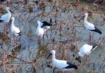鄱阳湖迎来候鸟越冬高峰 科技助力守护迁徙之路
