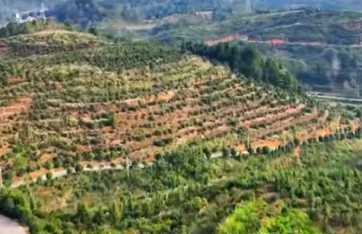 福建泰宁:油茶产业焕新生 “黄金果”铺就富民路