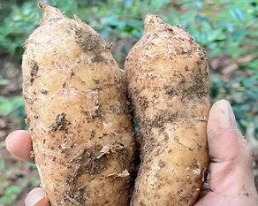 贵州德江天麻产业升级：科技种植与精深加工助推产值破五亿