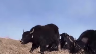 内蒙古畜牧业“十四五”成果显著，多项产量领跑全国