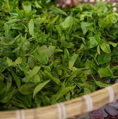 高山茶园里的直播间：返乡青年“云端”带货，解锁乡村振兴新路径