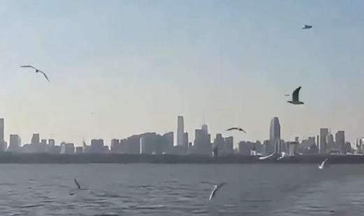 万羽红嘴鸥飞临武汉东湖越冬,冬季观鸟盛宴开启