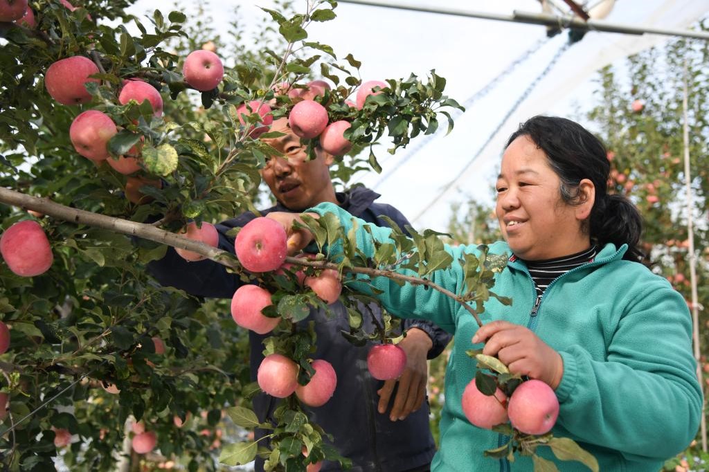 一棵果树里的“振兴密码”(图1)