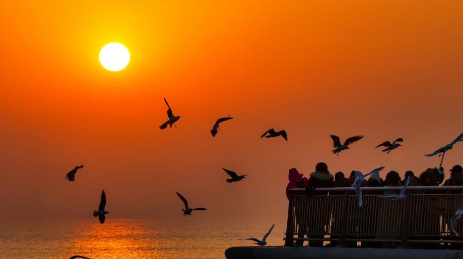 候鸟翔集津门(图1)