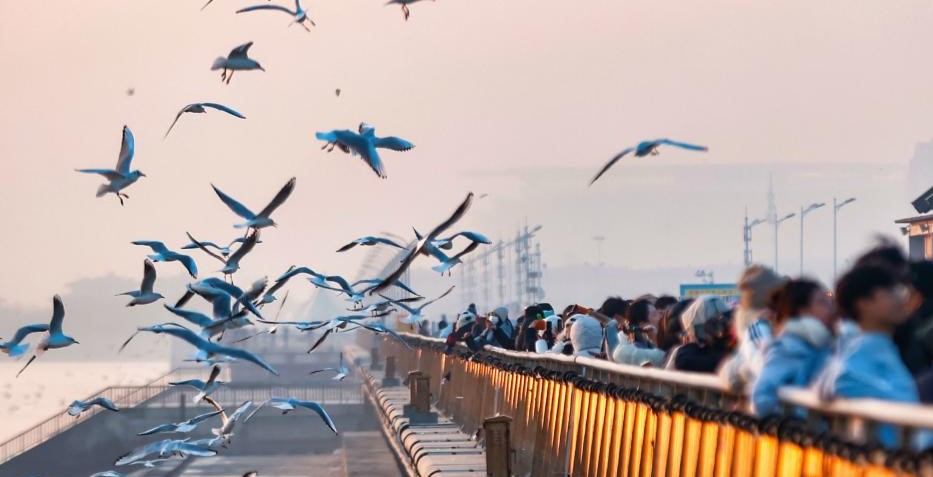 候鸟翔集津门(图2)