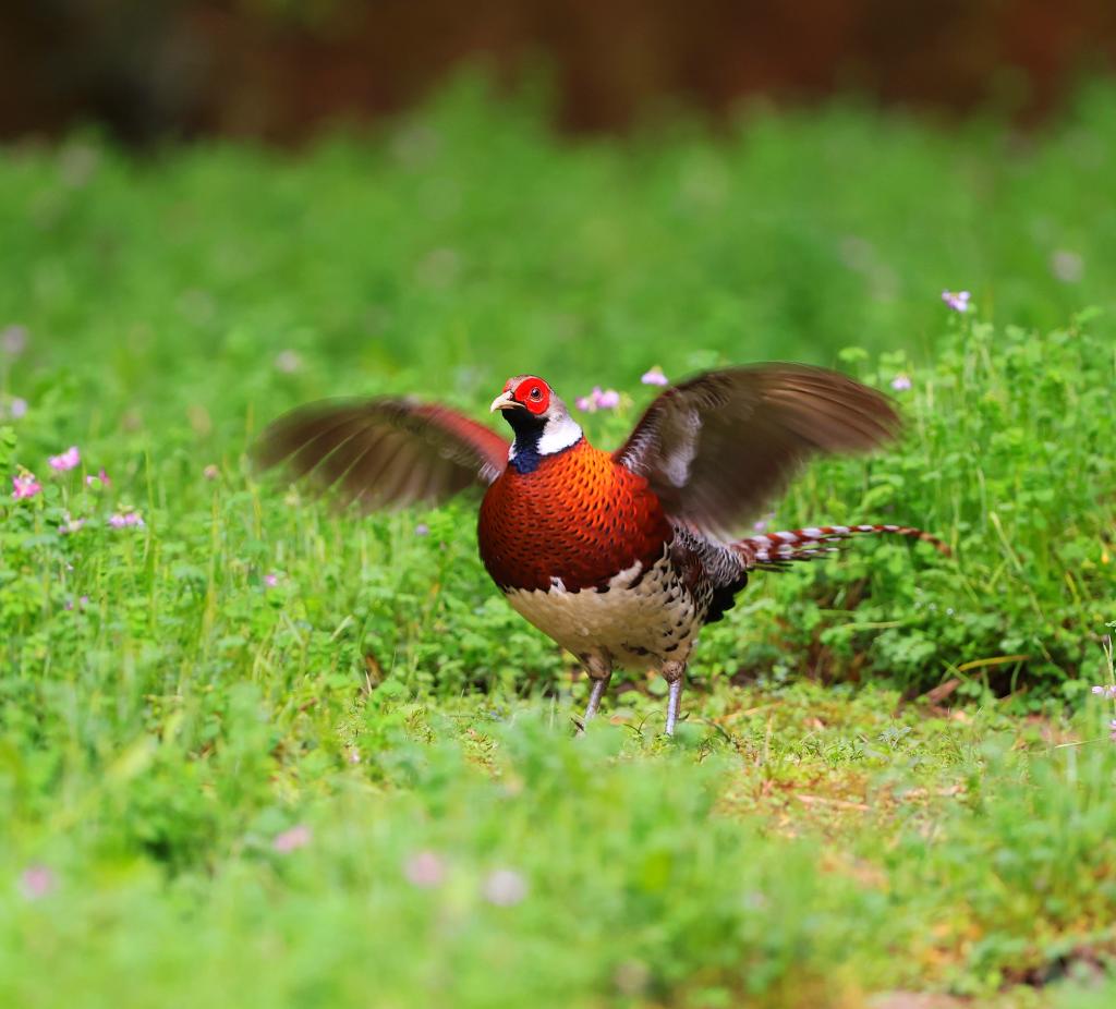 十年培育一观鸟产业(图1)