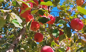 新疆阿克苏荒漠化治理显成效 绿色屏障抵御风沙侵袭