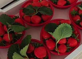 河南中牟头茬草莓上市 采摘销售两旺带动近郊游