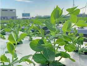 广西贺州供港蔬菜产业兴旺 带动农户增收就业