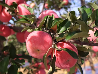 延安果农“砍旧树换新枝” 苹果产业升级助增收