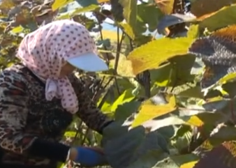 山葡萄串起致富链 内蒙古马鞍山村探索利益共享新模式