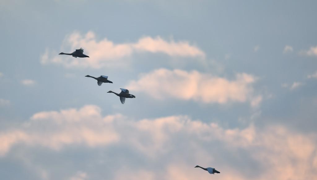 生态修复引候鸟 东古湖畔观鸟热(图2)