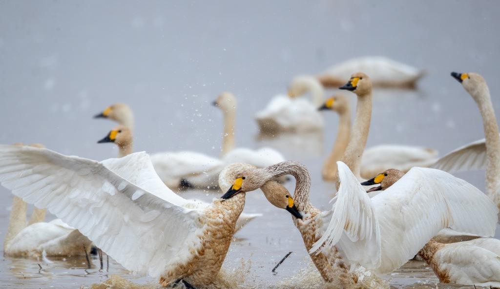 生态修复引候鸟 东古湖畔观鸟热(图1)