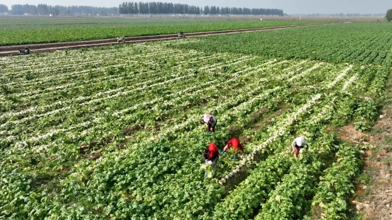 青铜峡市一项目入选国家民委试点，绘就民族团结新画卷(图1)