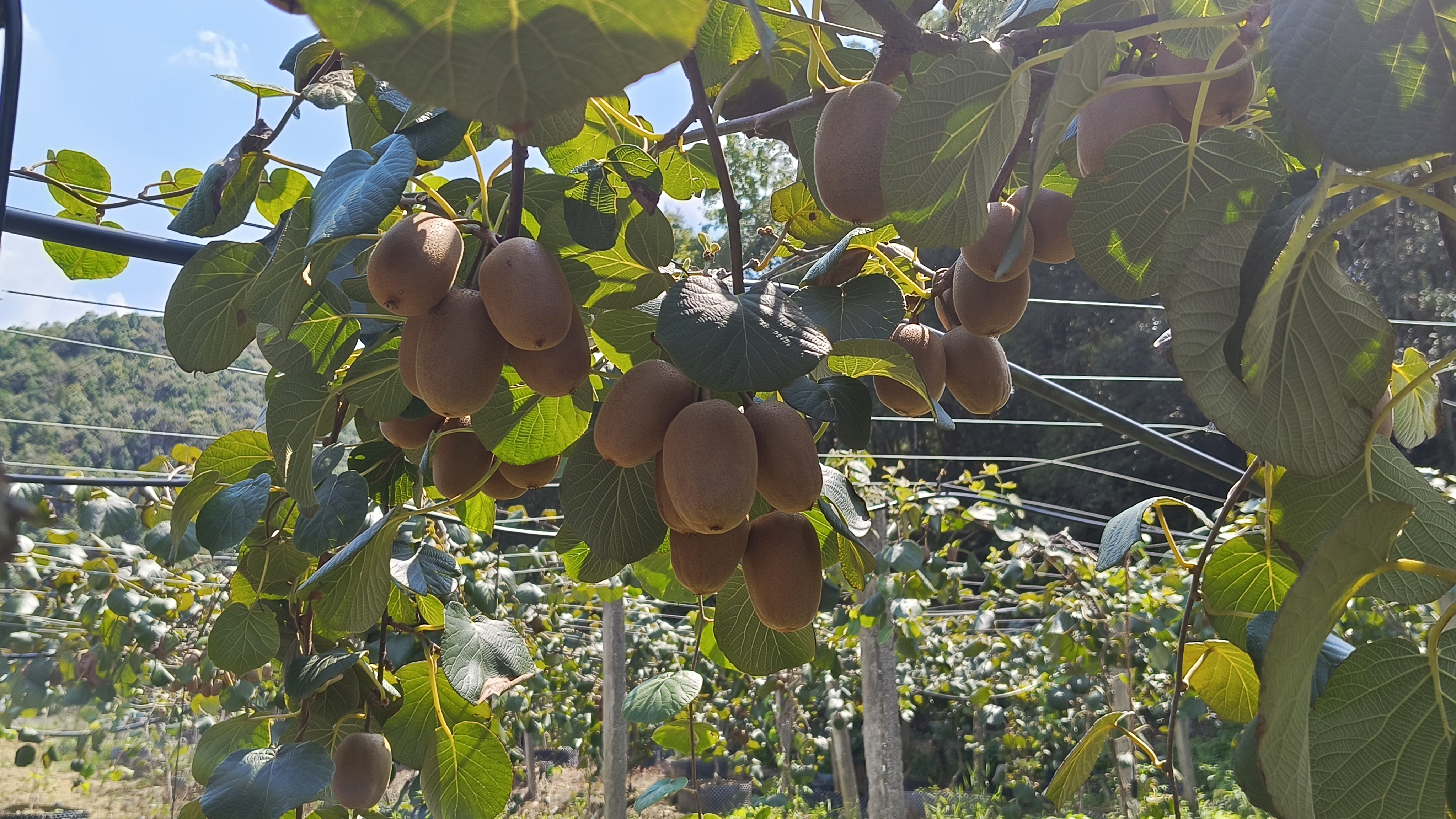 浮梁：红心猕猴桃挂满枝   游客采摘正当时