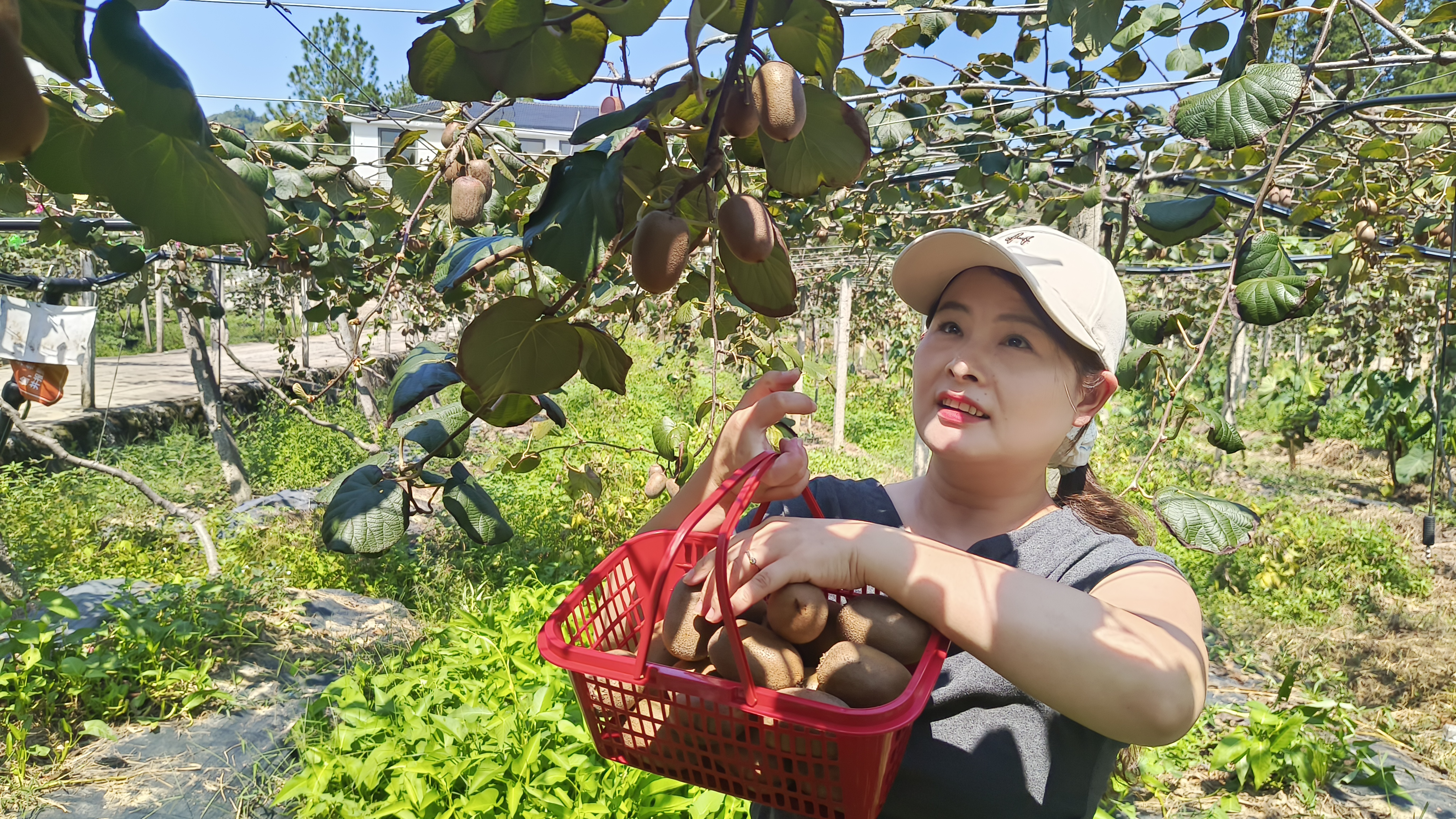 浮梁：红心猕猴桃挂满枝   游客采摘正当时(图2)