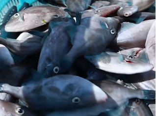 汕头聚焦“两条鱼”战略 绿鳍马面鲀产值预计猛增九倍(图1)