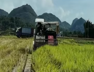 从守护“饭碗田”到打响“桂字号”，八桂大地绘就农业新图景