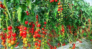 智能温室小番茄成致富金果 延寿县特色种植促乡村振兴(图1)