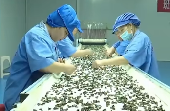 东宁市黑木耳全产业链产值和销售收入将达到100亿元以上(图1)