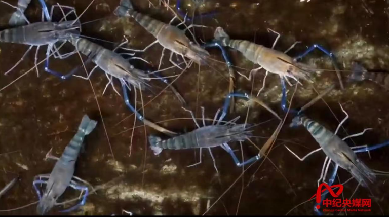 静海董庄窠村“养虾大王”刘玉忠：废弃水坑变“聚宝盆”，动迁新址续绘振兴图(图3)