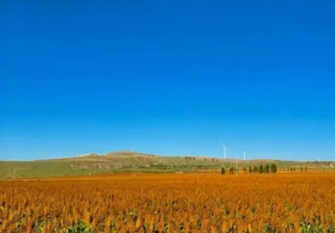 返乡"新农人"黄景贵：扎根乡土谱写现代农业新篇