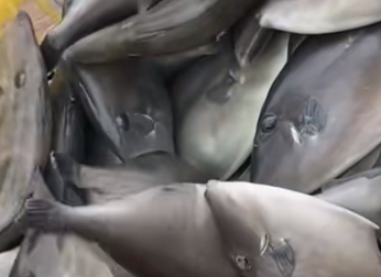 内陆养殖技术突破：四川实现海水鱼鲜活供应