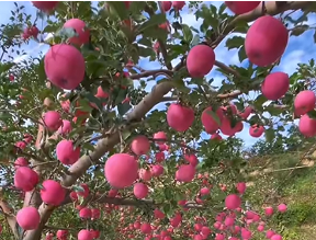 洛川苹果迎丰收 科技赋能促产业升级
