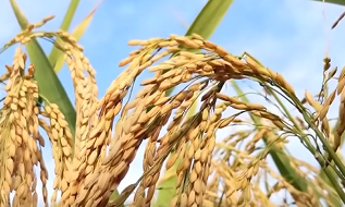 我国秋粮生产形势良好 全年粮食有望再获丰收