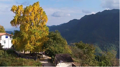 重庆万州千年银杏披“金甲” 秋日盛景引客来