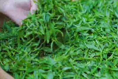 沂蒙山茶产业调研：绿叶变“金叶”的绿色之路(图3)