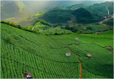 沂蒙山茶产业调研：绿叶变“金叶”的绿色之路(图2)