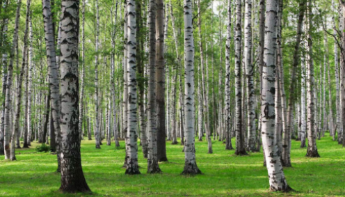 林海淌金润民生 加林食品激活大兴安岭林业经济新动能 以生态优先为基 以产业振兴为要 书写林业增效职工增收新篇章(图1)