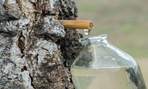 林海淌金润民生 加林食品激活大兴安岭林业经济新动能 以生态优先为基 以产业振兴为要 书写林业增效职工增收新篇章(图2)