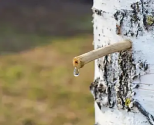 林海淌金润民生 加林食品激活大兴安岭林业经济新动能 以生态优先为基 以产业振兴为要 书写林业增效职工增收新篇章(图5)