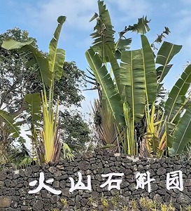 石头上开出“致富花”：一个村庄的产业逆袭路