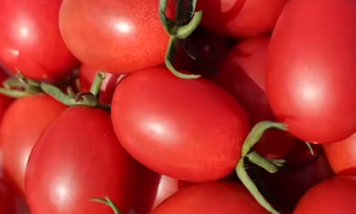 广州举办秋季蔬菜新品种展示活动 五百余种番茄集中亮相(图1)