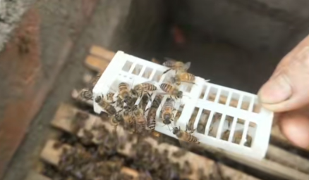 警惕虎头蜂养殖乱象：生态威胁与安全隐忧亟待规范