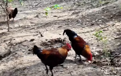 羽色惊艳！云南瑞丽特色观赏鸡成致富宝 青年返乡带火一村产业(图1)