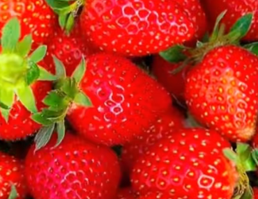 忻府东石村：小小草莓撑起大产业 乡村振兴有了新支撑(图1)