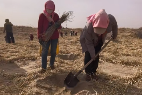 民勤春季治沙造林忙 以绿色筑牢西部生态屏障(图1)