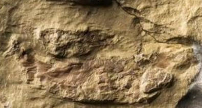 4.36亿年前的“小鱼”现身重庆秀山 揭秘硬骨鱼起源密码(图1)